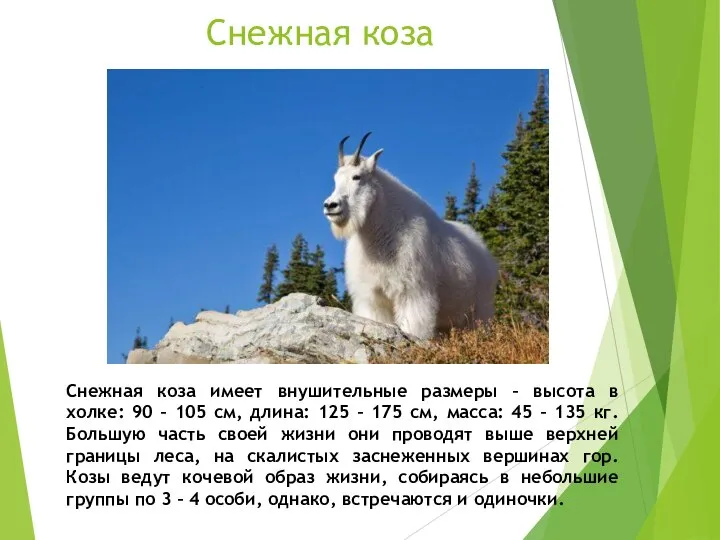 Снежная коза Снежная коза имеет внушительные размеры – высота в холке: 90