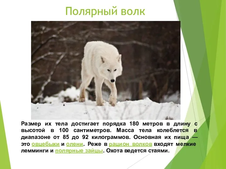 Полярный волк Размер их тела достигает порядка 180 метров в длину с