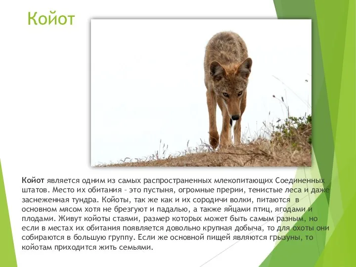 Койот Койот является одним из самых распространенных млекопитающих Соединенных штатов. Место их