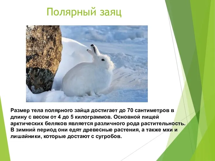 Полярный заяц Размер тела полярного зайца достигает до 70 сантиметров в длину