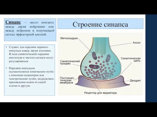 Строение синапса Синапс — место контакта между двумя нейронами или между нейроном