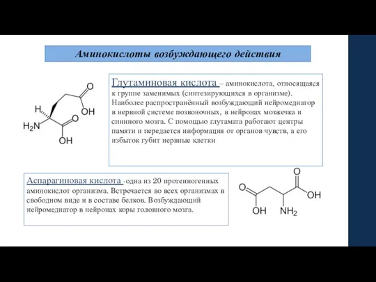Аминокислоты возбуждающего действия Глутаминовая кислота – аминокислота, относящаяся к группе заменимых (синтезирующихся