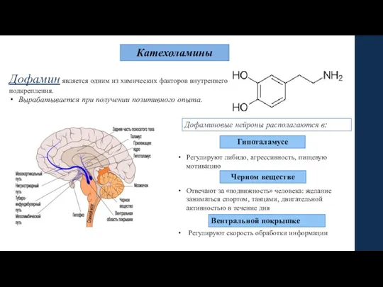 Катехоламины Дофамин является одним из химических факторов внутреннего подкрепления. Вырабатывается при получении