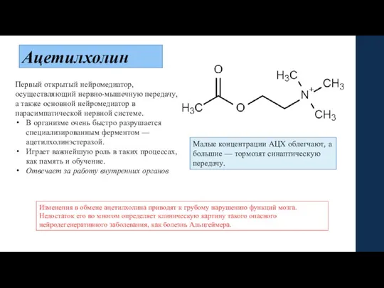 Ацетилхолин Первый открытый нейромедиатор, осуществляющий нервно-мышечную передачу, а также основной нейромедиатор в