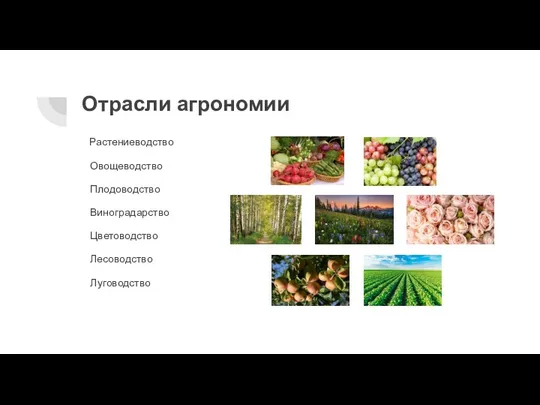 Отрасли агрономии Луговодство Растениеводство Овощеводство Плодоводство Виноградарство Цветоводство Лесоводство