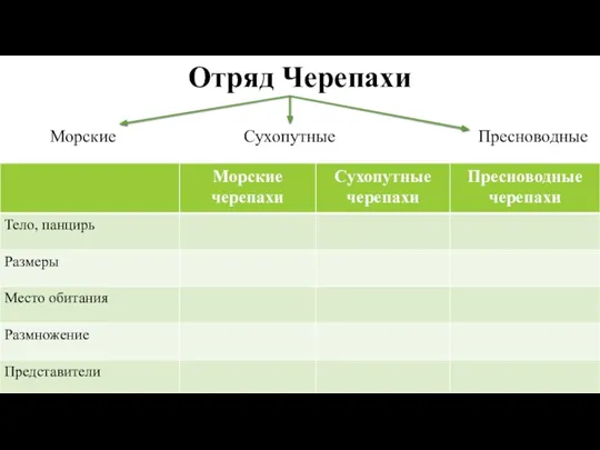 Отряд Черепахи Морские Сухопутные Пресноводные