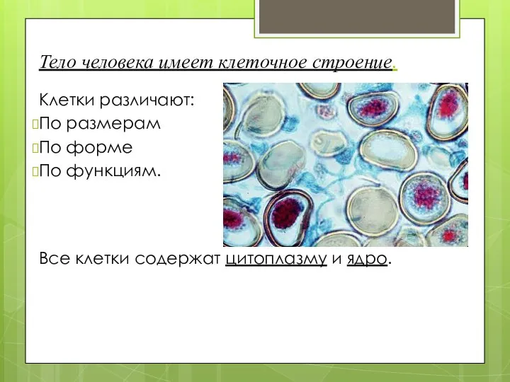 Тело человека имеет клеточное строение. Клетки различают: По размерам По форме По