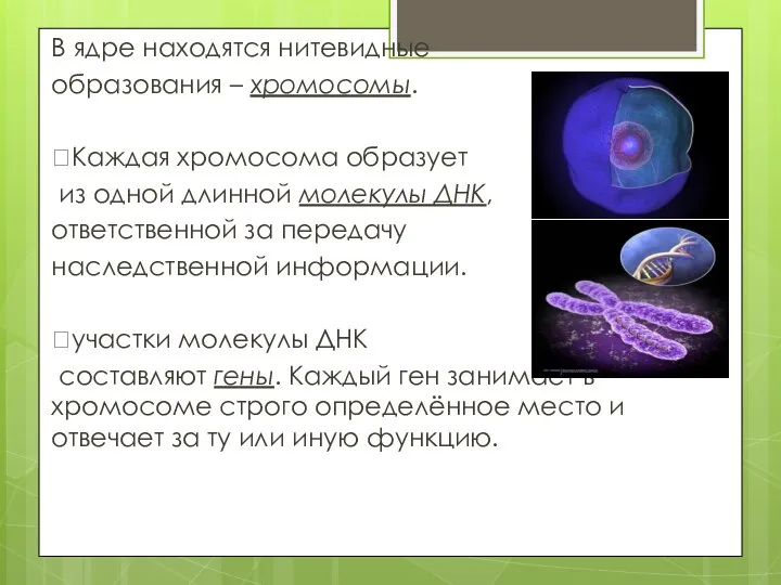 В ядре находятся нитевидные образования – хромосомы. ?Каждая хромосома образует из одной