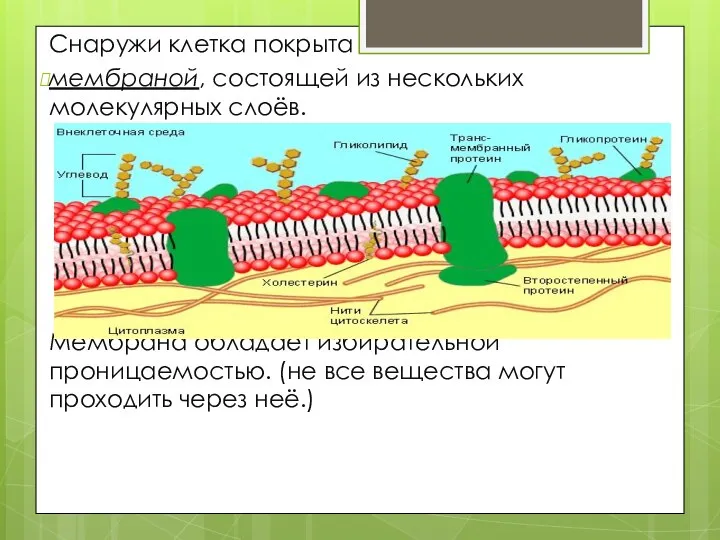 Снаружи клетка покрыта мембраной, состоящей из нескольких молекулярных слоёв. Мембрана обладает избирательной