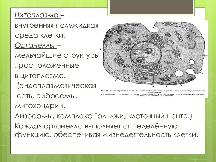 Цитоплазма – внутренняя полужидкая среда клетки. Органеллы – мельчайшие структуры , расположенные