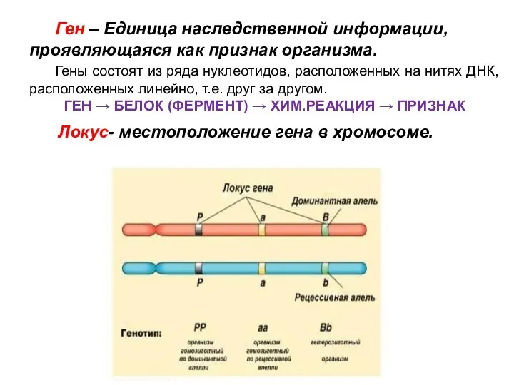 Ген – Единица наследственной информации, проявляющаяся как признак организма. Гены состоят из