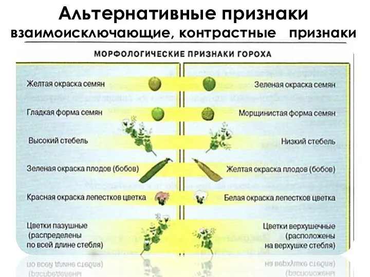 Альтернативные признаки взаимоисключающие, контрастные признаки