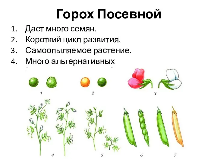 Горох Посевной Дает много семян. Короткий цикл развития. Самоопыляемое растение. Много альтернативных (взаимоисключающих) признаков.