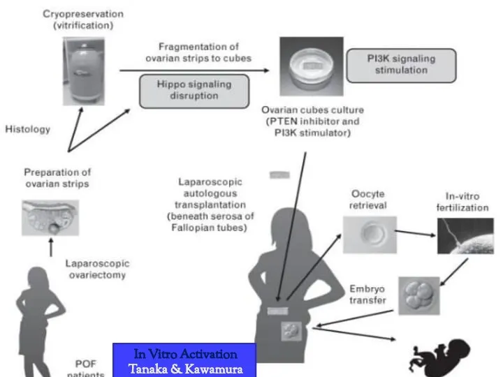 In Vitro Activation Tanaka & Kawamura 2017