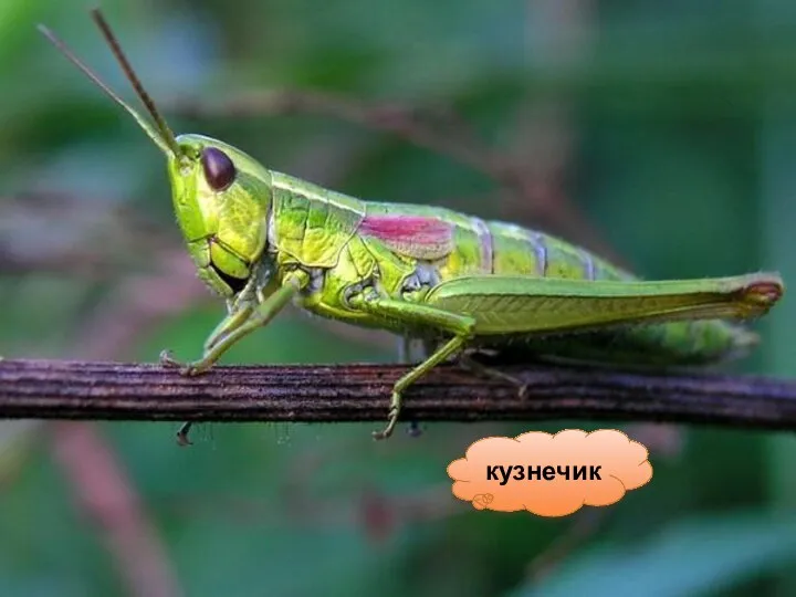 кузнечик