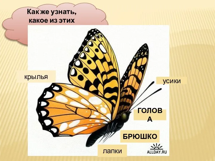 Как же узнать, какое из этих животных — насекомое? усики ГОЛОВА БРЮШКО крылья лапки