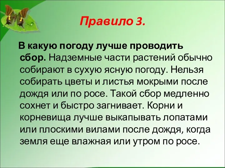 Правило 3. В какую погоду лучше проводить сбор. Надземные части растений обычно