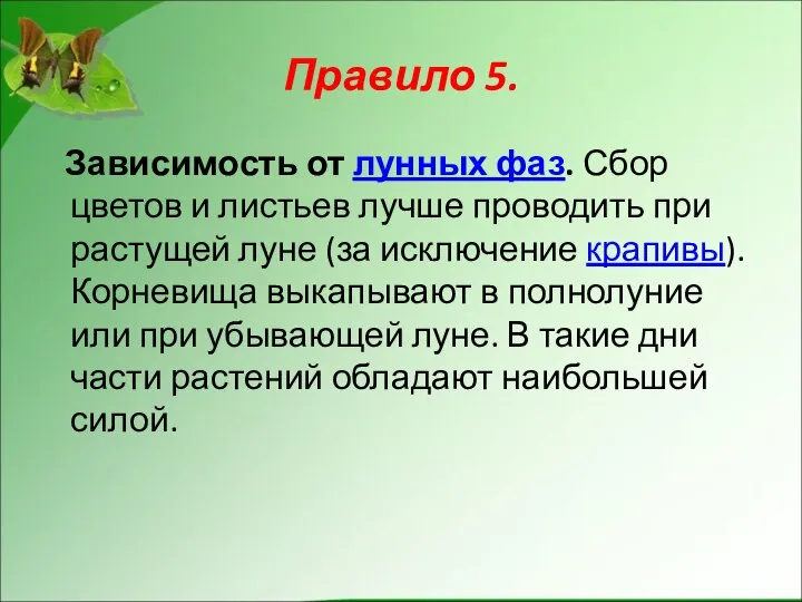 Правило 5. Зависимость от лунных фаз. Сбор цветов и листьев лучше проводить