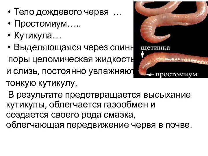 Тело дождевого червя … Простомиум….. Кутикула… Выделяющаяся через спинные поры целомическая жидкость