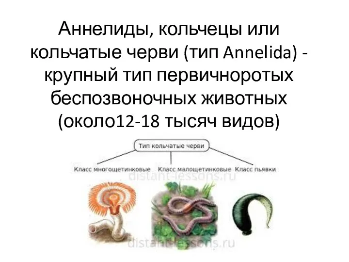 Аннелиды, кольчецы или кольчатые черви (тип Annelida) - крупный тип первичноротых беспозвоночных животных (около12-18 тысяч видов)
