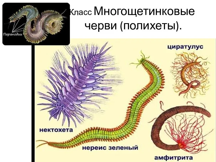 Класс Многощетинковые черви (полихеты).