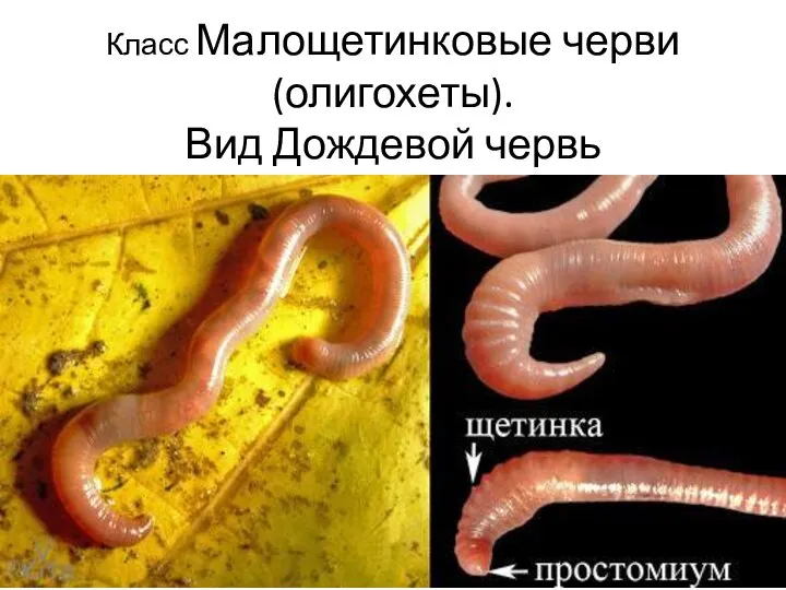 Класс Малощетинковые черви (олигохеты). Вид Дождевой червь