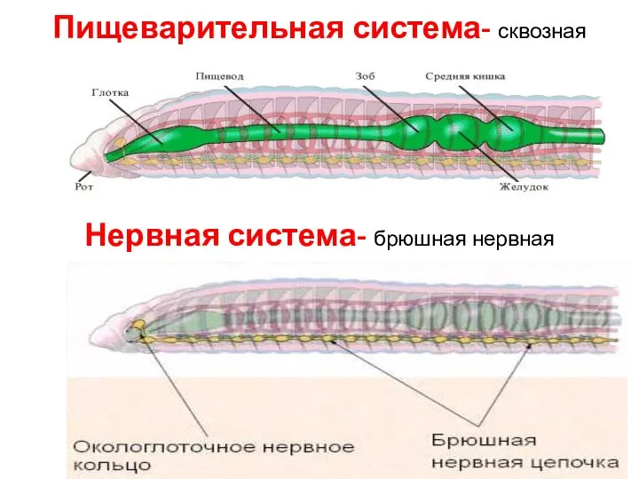 Пищеварительная система- сквозная Нервная система- брюшная нервная лестница