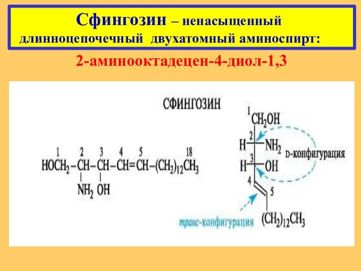 Сфингозин – ненасыщенный длинноцепочечный двухатомный аминоспирт: 2-аминооктадецен-4-диол-1,3