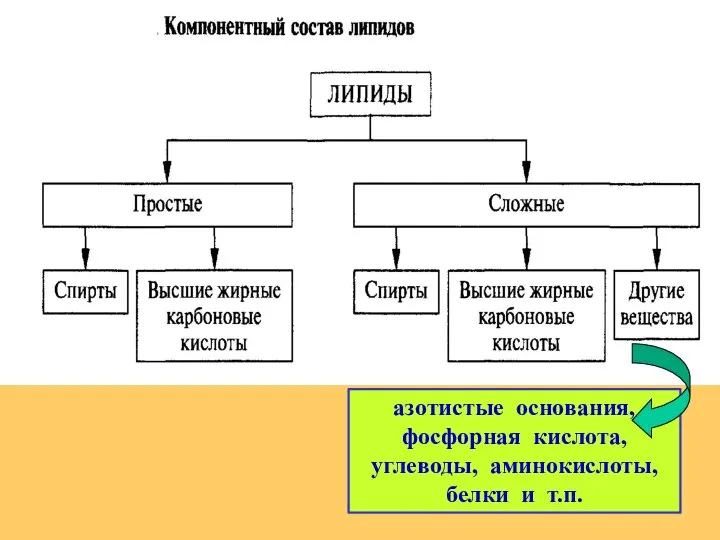 азотистые основания, фосфорная кислота, углеводы, аминокислоты, белки и т.п.