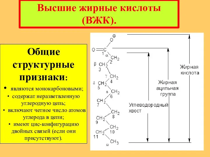 Общие структурные признаки: • являются монокарбоновыми; • содержат неразветвленную углеродную цепь; •