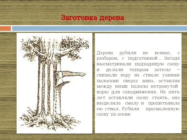 Заготовка дерева Дерево рубили не всякое, с разбором, с подготовкой. Загодя высматривали