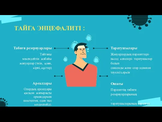 ТАЙГА ЭНЦЕФАЛИТІ : Табиғи резервуарлары Тайганы мекендейтін жабайы жануарлар (тиін, қоян, кірпі,