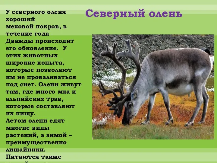 Северный олень У северного оленя хороший меховой покров, в течение года Дважды