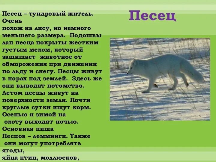 Песец Песец – тундровый житель. Очень похож на лису, но немного меньшего