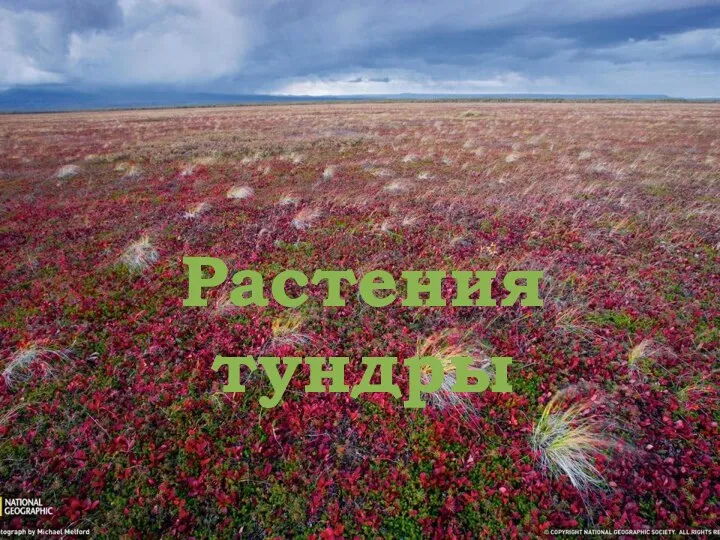 Растения тундры