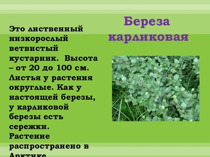 Береза карликовая. Это лиственный низкорослый ветвистый кустарник. Высота – от 20 до