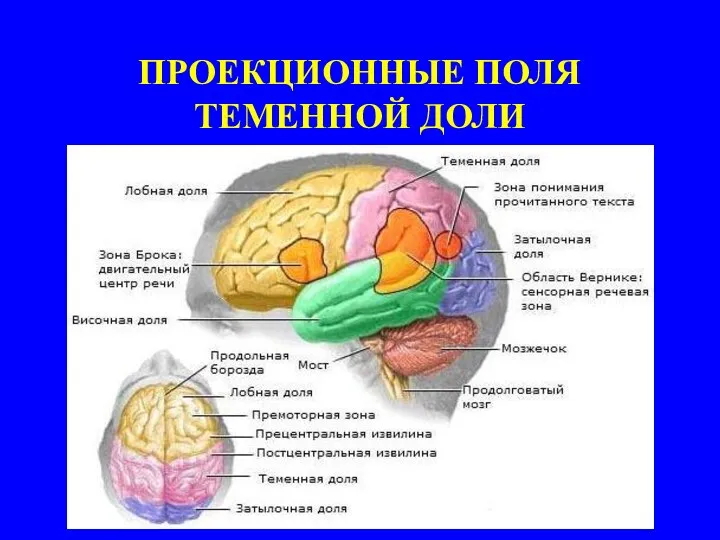 ПРОЕКЦИОННЫЕ ПОЛЯ ТЕМЕННОЙ ДОЛИ