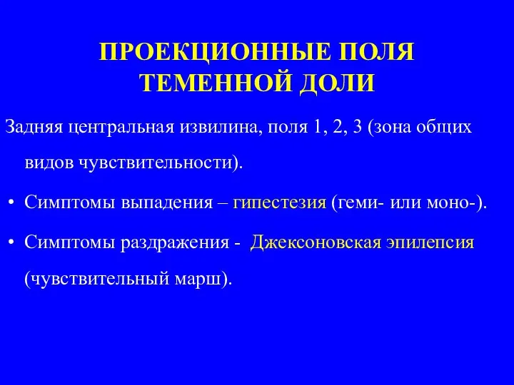 ПРОЕКЦИОННЫЕ ПОЛЯ ТЕМЕННОЙ ДОЛИ Задняя центральная извилина, поля 1, 2, 3 (зона