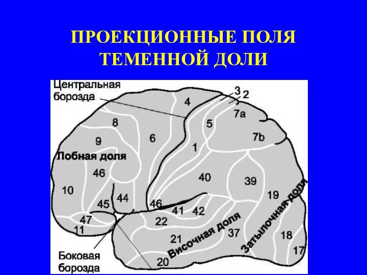 ПРОЕКЦИОННЫЕ ПОЛЯ ТЕМЕННОЙ ДОЛИ