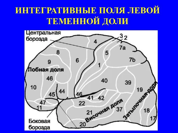 ИНТЕГРАТИВНЫЕ ПОЛЯ ЛЕВОЙ ТЕМЕННОЙ ДОЛИ