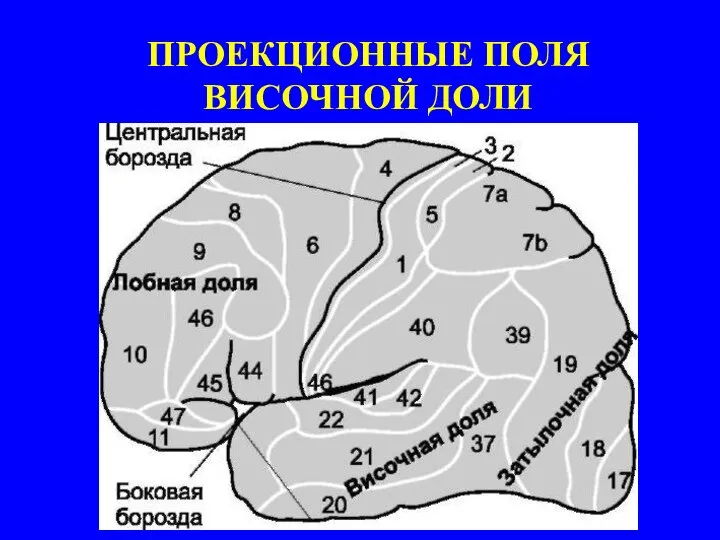 ПРОЕКЦИОННЫЕ ПОЛЯ ВИСОЧНОЙ ДОЛИ