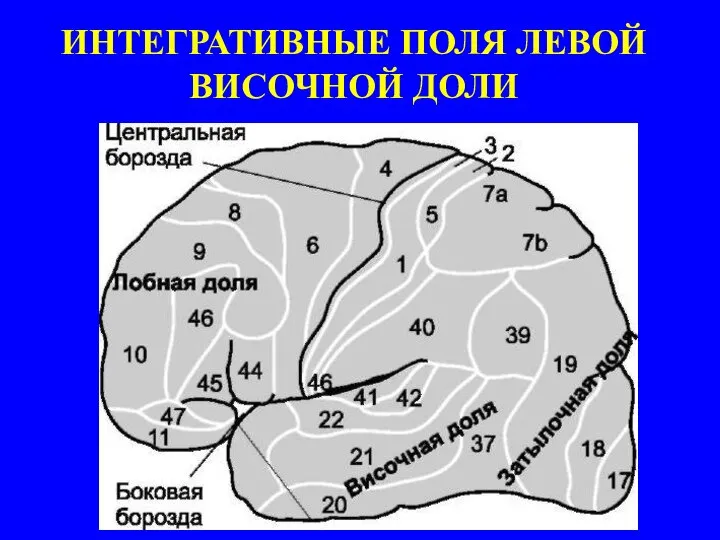 ИНТЕГРАТИВНЫЕ ПОЛЯ ЛЕВОЙ ВИСОЧНОЙ ДОЛИ