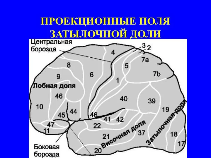 ПРОЕКЦИОННЫЕ ПОЛЯ ЗАТЫЛОЧНОЙ ДОЛИ