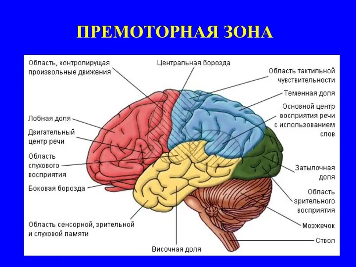 ПРЕМОТОРНАЯ ЗОНА