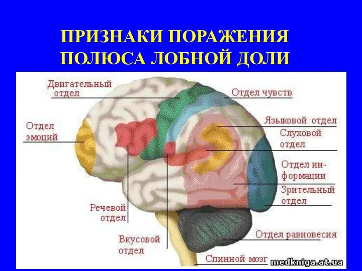 ПРИЗНАКИ ПОРАЖЕНИЯ ПОЛЮСА ЛОБНОЙ ДОЛИ