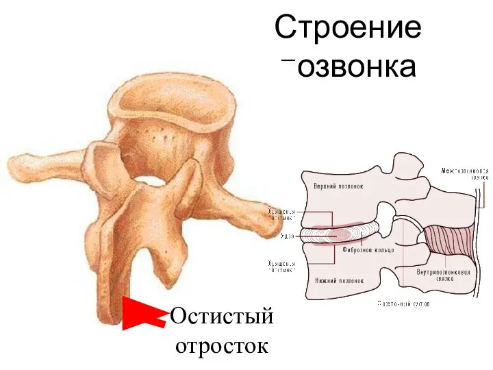 Строение позвонка Остистый отросток