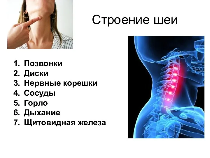 Строение шеи Позвонки Диски Нервные корешки Сосуды Горло Дыхание Щитовидная железа