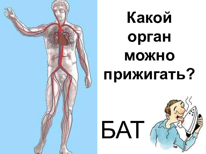 Какой орган можно прижигать? БАТ