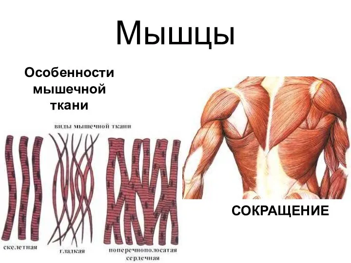 Мышцы Особенности мышечной ткани СОКРАЩЕНИЕ