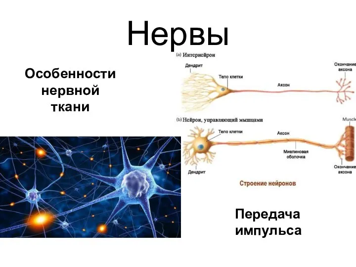 Нервы Особенности нервной ткани Передача импульса